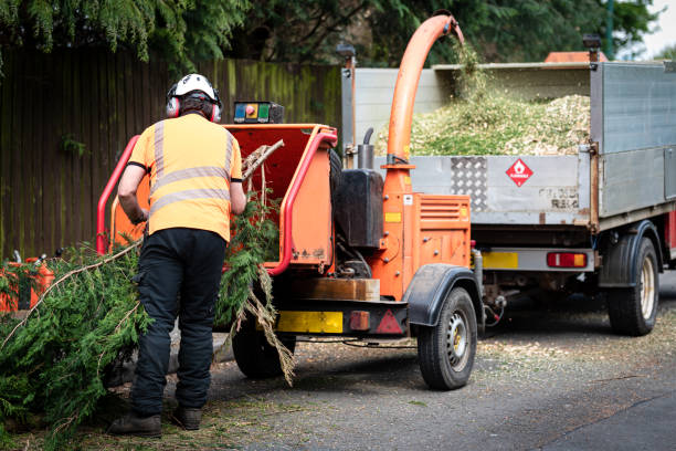 The Steps Involved in Our Tree Care Process in Neillsville, WI